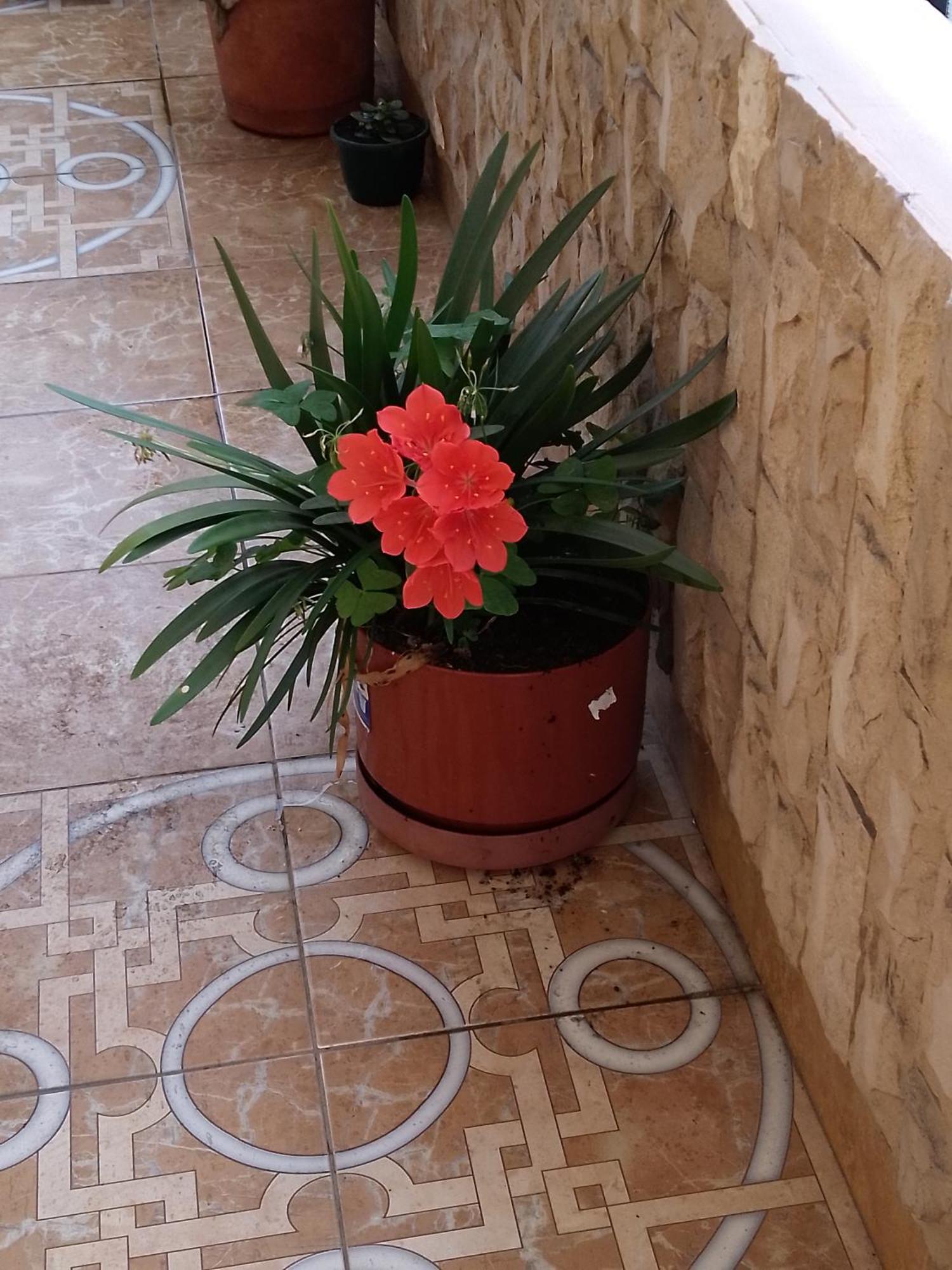 Hostal Amazonia y sol Baños Zewnętrze zdjęcie