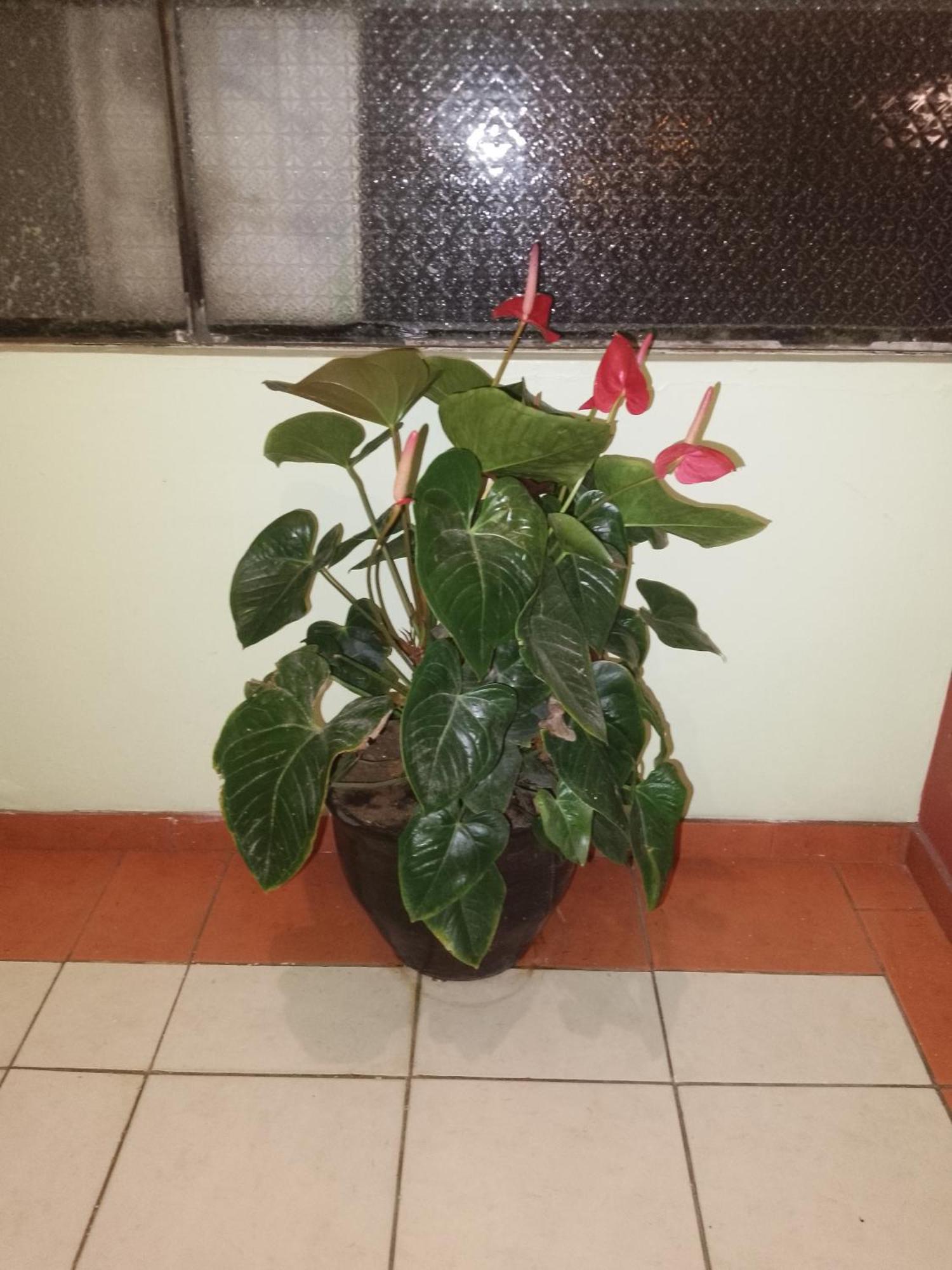 Hostal Amazonia y sol Baños Zewnętrze zdjęcie